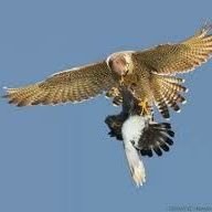 الصقر العربي (@rby_al64701) 's Twitter Profile