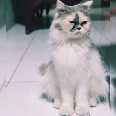 Aryanninfa's profile picture. Ummm can't explain my entire self in this tiny box