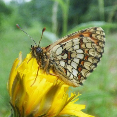 The Kent & SE London Branch of Butterfly Conservation, dedicated to saving butterflies, moths & our environment. See our website for events & more information.