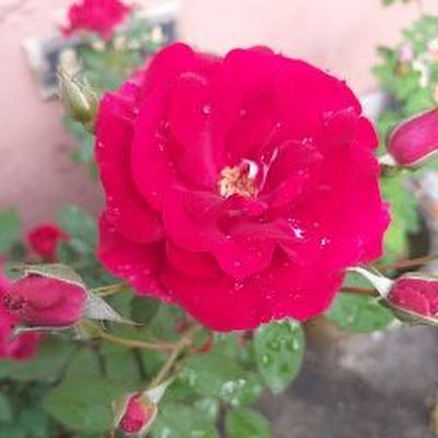 RoyaLFTW_'s profile picture. 