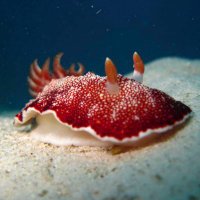 Sea Slugs... Some Days! (@seaslugdaily) 's Twitter Profile Photo Sea Slugs... Some Days! (@seaslugdaily) 's Twitter Profile Photo