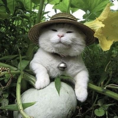 splsh_a's profile picture. 