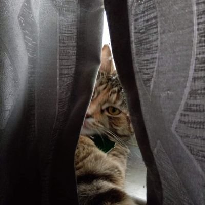 Vonix80's profile picture. Dad of 6. Husband. Introvert. Gamer. Reader. 
He/him