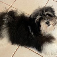 Patches the Havanese 💕(@PatchesO123) 's Twitter Profile Photo