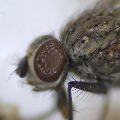 Entomologist, Naturalist, and more
Technician @cornellento collecting data for management of seedcorn maggot (Delia platura)
https://t.co/XJ3D1K1t0S…