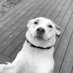 Angie Snowberger (@asnow1120) Twitter profile photo Angie Snowberger (@asnow1120) Twitter profile photo