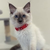 Katy (@ktjeff9) 's Twitter Profile