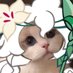 Husky (@shamsi_fox) Twitter profile photo Husky (@shamsi_fox) Twitter profile photo