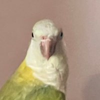 Lennon (@lennon_hend) 's Twitter Profile