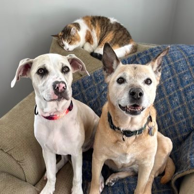 Nilla, Cocoa and Piglet from Vermont