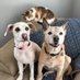 Nilla, Cocoa and Piglet from Vermont (@Nilla_the_dog) Twitter profile photo