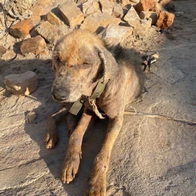 save dogs in Africa keep dogs safe please support this dogs the need your help brother and sister🙏🙏🐾🐾🐾🐾🐾🐾🐾🐾🐾🐾🐾🐾🐾🐾🐾🐕🐕🐕🐕🐕🐕🐕🐕