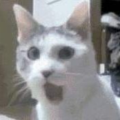 honestpizza0135's profile picture. #sexnotgender AHF. Agnostic. Realist. Be kind, that doesn’t mean lie, or be quiet or be nice.