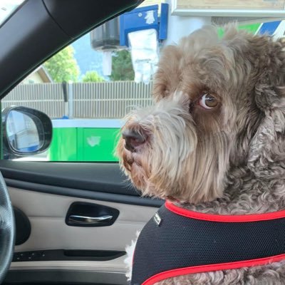 Born 12/4/2018, I’m just a mischievous medium #AustralianLabradoodle enjoying life looking after my human family & friends. #TherapyDog #PetsAsTherapyUK #PATdog