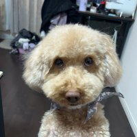 もももももー (@a00140809a) 's Twitter Profile