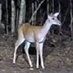 deer of the sphere 🔆 (@officergio8) Twitter profile photo deer of the sphere 🔆 (@officergio8) Twitter profile photo