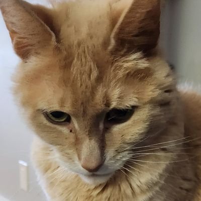 hwspav's profile picture. Craft beer. Hockey. Cigar guy. SENS! Cats.