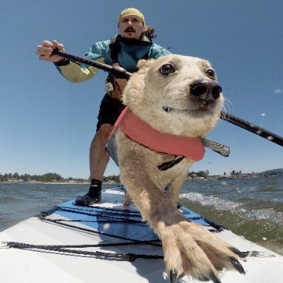 One who paddleboards with dogs.

All free speech has value
I support and defend the Constitution
Rights shall not be infringed
#paddleboard #esk8