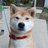 柴犬のアイコン