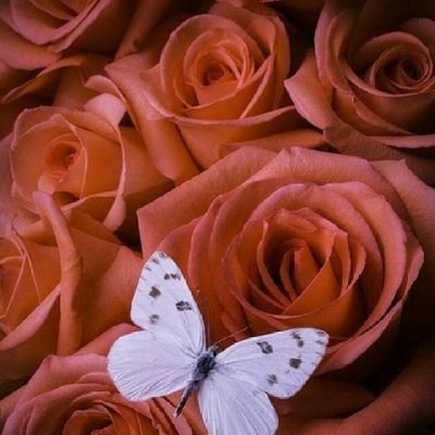 Maham8188045012's profile picture. 