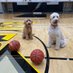 Evan Massey (@masseybball) Twitter profile photo Evan Massey (@masseybball) Twitter profile photo