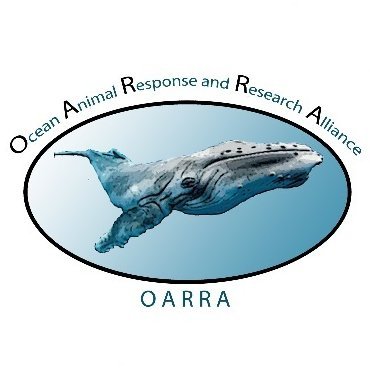 OARRA is a 501(c)(3) organization in Southern California dedicated to monitoring local marine animal health through response and research programs.