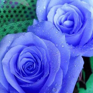 aquamoon's profile picture. 隨手拍拍隨手記～