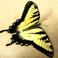 SocioButterfly(@euphony_not_me) 's Twitter Profile Photo