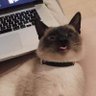 imichigan_'s profile picture. 😺🙀