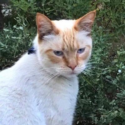 #NELA community outreach boi, one scritch at a time. 🐈
NOT a stray, just outdoorsy and social.
Therapawst @thewellnessartscollective Regular @thegrant_la