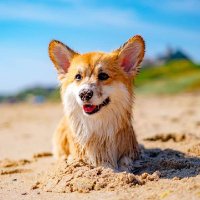 corgi society(@uscorgisociety) 's Twitter Profile Photo