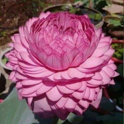 poojayroy's profile picture. Not expert in anything!