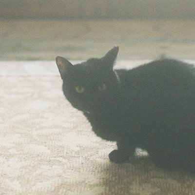 kino_nft's profile picture. film photographer / NFT @__ulilapis