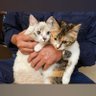 kkKj7IGLLZGndi6's profile picture. 5匹の保護猫がいます
