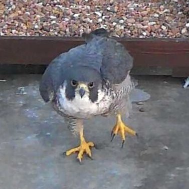 Observations on the resident peregrines at St John the Baptist Church, Yeov. Tweets by Hamish Smith (@hamishrs); not necessarily the views of Hawk & Owl Trust