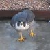 Yeovil Peregrines (@yeovpereg) Twitter profile photo