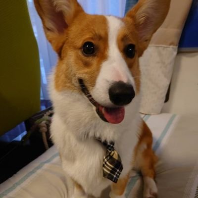 k2kachan's profile picture. ペラヘラ君　2020.10.17に13歳5ヶ月でお空組🌈になりました。2代目コーギーのアルピコ、通称ピコたん2022.5月8日生がやってきました!