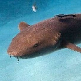 【🏳️‍⚧️✦ 19 ✦ He/Him ✦ Genderfluid Bi ✦ 🐳】☆
˚₊· ͟͟͞➳❥ Number 1 Nurse Shark Lover! 🦈🦐🐙🐡
·˚✎ ﹏Audhd! :)