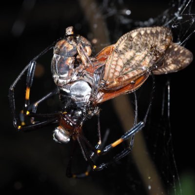 cicadaspider's profile picture. 「クモの巣にかかったセミ」を見かけたあなた！私たちの調査に参加してみませんか？ #セミクモ2025