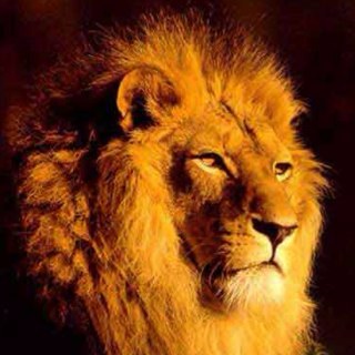 DierenFeitjes's profile picture. Weetjes die je misschien al kent, maar waar je vooral niets aan hebt.