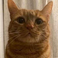 🐈 NikoGato(@ManuelGmezHoyo1) 's Twitter Profile Photo