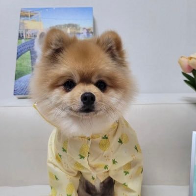 素敵な思いやりと楽しさでいっぱい！私は犬が大好きです❤️❤️🥰