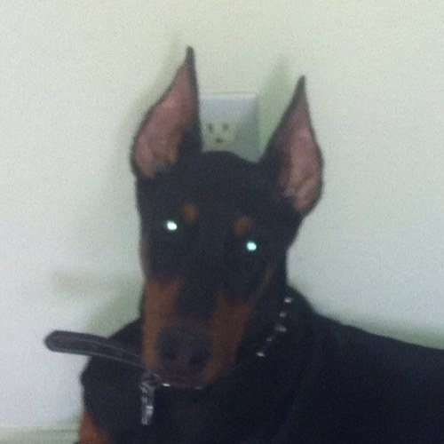 LadyandtheDobie's profile picture. I'm a Lady.  I have a Doberman.  I blog about it.  Wanna read it? Here it go! #ladyandthedoberman