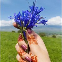 Amna Tariq (@aamna_tariqq) 's Twitter Profile