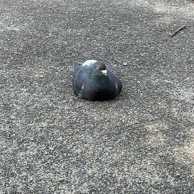 FujiMayo14889's profile picture. 