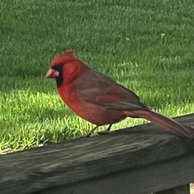 hederahelix97's profile picture. 