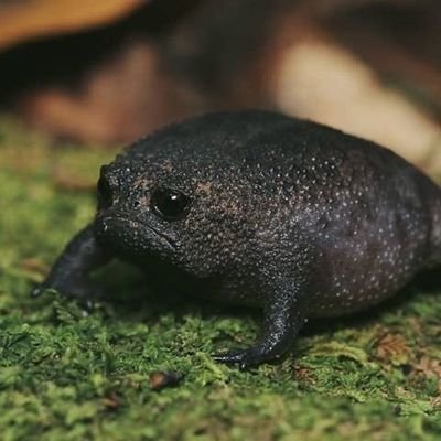 Witchbunnyさんのプロフィール画像