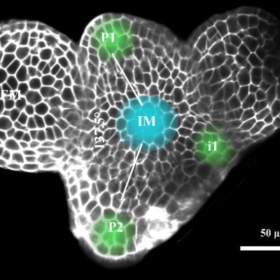 Plants reproductive meristem development and functional genomics