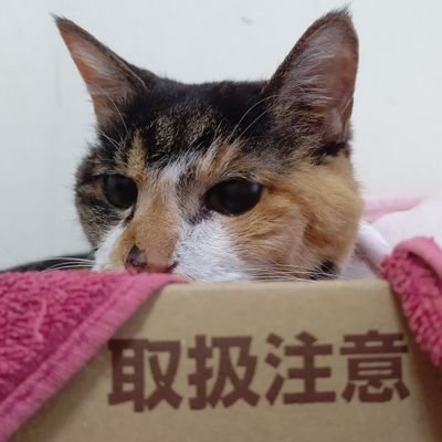 黒猫&モフリン同居/QuizKnock、映画:Flow, 処刑人, BBC Sherlock, TLOR, Kingsman/Erasure, Chemistry, UK, Guinness, cats/ゲーム:S.Y.K、マグナカルタ/愛しすぎて大好きすぎる。組み立て。文字に関わる仕事。国境なき猫もふ団所属。