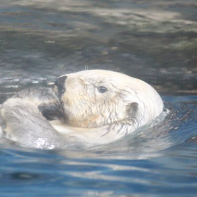 良い月さんのプロフィール画像